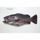 Der ganze Fisch: Rezepte von der Flosse bis zur Kieme - Zubehör - Josh Niland