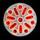 Quick-Koko Briketts | 4 Stück - Zubehör - YAKINIKU